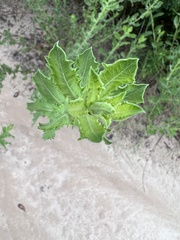 Heterotheca subaxillaris