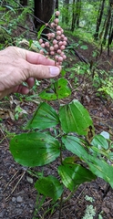 Maianthemum racemosum