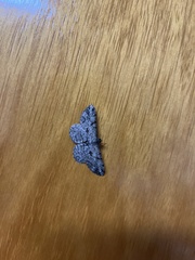 Peribatodes rhomboidaria