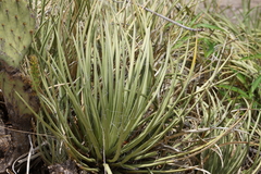 Agave schottii