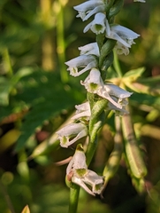 Spiranthes lacera gracilis