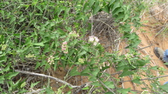 Funastrum cynanchoides