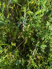 Spiranthes lacera gracilis
