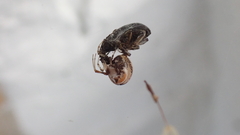 Parasteatoda lunata