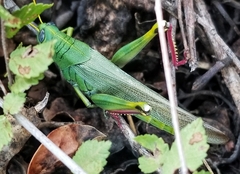 Schistocerca shoshone