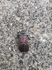 Lycorma delicatula