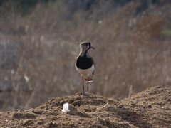 Vanellus chilensis