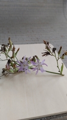 Lactuca pulchella