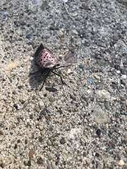 Lycorma delicatula