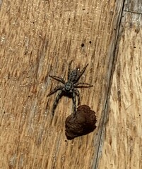 Platycryptus undatus
