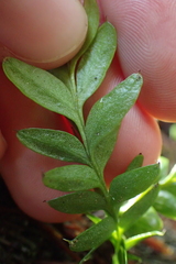 Tmesipteris lanceolata