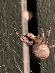 Araneus