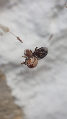 Parasteatoda lunata