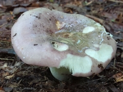 Russula