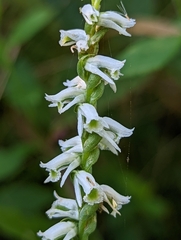 Spiranthes lacera gracilis