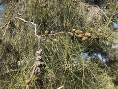 Casuarinaceae