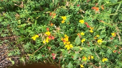 Lotus corniculatus