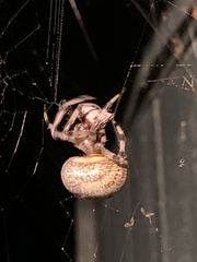 Araneus