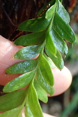 Tmesipteris lanceolata
