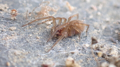 Amaurobius