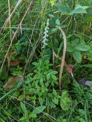 Spiranthes lacera gracilis