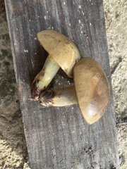 Boletaceae