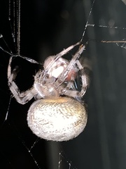 Araneus