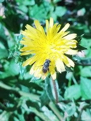 Asemosyrphus mexicanus