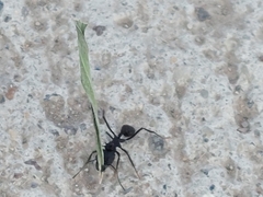 Acromyrmex