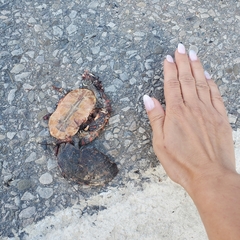 Chrysemys picta marginata