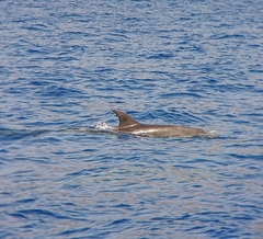 Tursiops truncatus