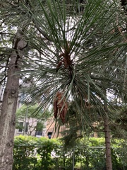 Pinus resinosa