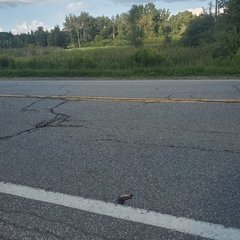 Chrysemys picta marginata