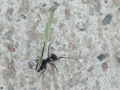 Acromyrmex