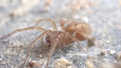 Amaurobius
