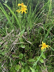 Arnica latifolia