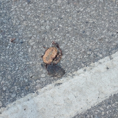 Chrysemys picta marginata