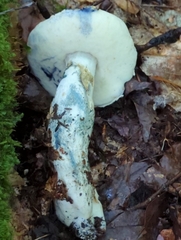 Gyroporus cyanescens