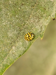 Psyllobora vigintiduopunctata