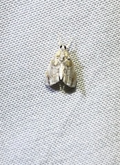 Glaphyria basiflavalis