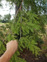 Taxodium distichum