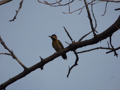 Colaptes melanochloros