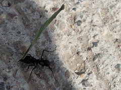 Acromyrmex