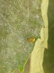 Psyllobora vigintiduopunctata