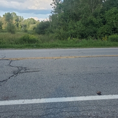 Chrysemys picta marginata