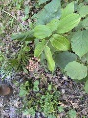 Maianthemum racemosum
