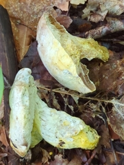 Hypomyces