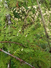 Taxodium distichum