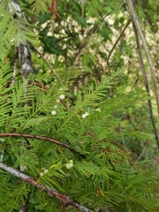 Taxodium distichum