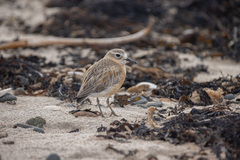 Charadrius obscurus aquilonius